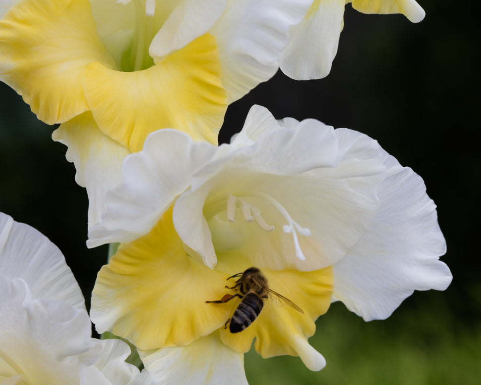 Gladiolus 'Buggy'