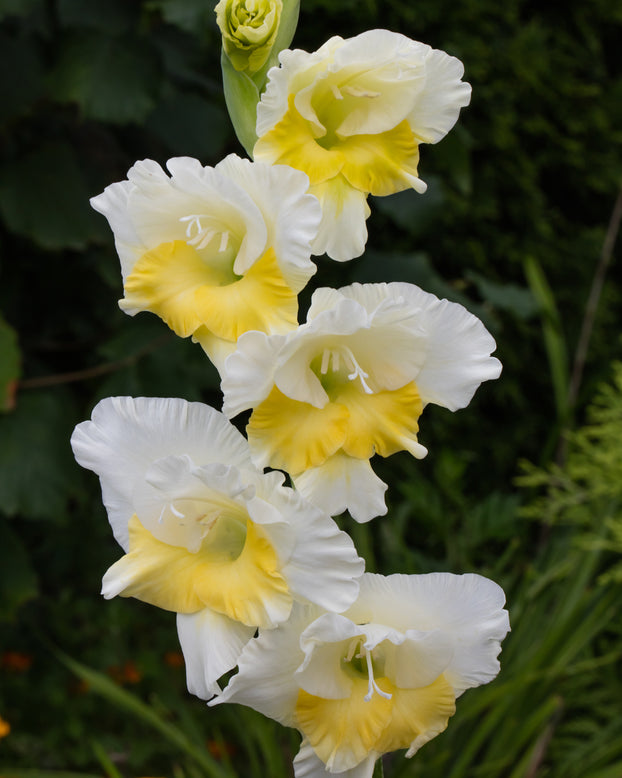 Gladiolus 'Buggy'