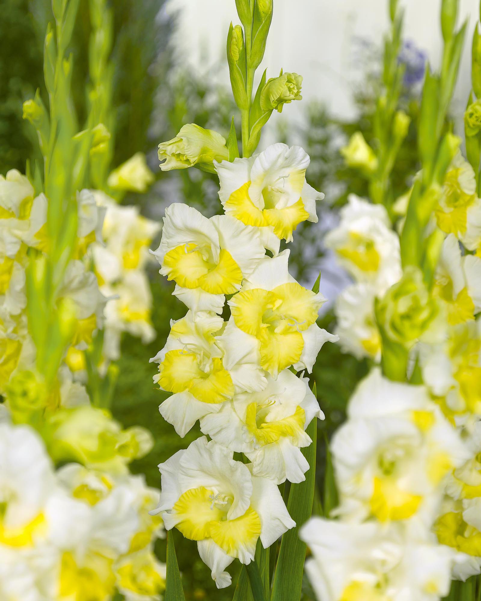 Gladiolus 'Buggy' bulbs/corms — Buy online at Farmer Gracy UK