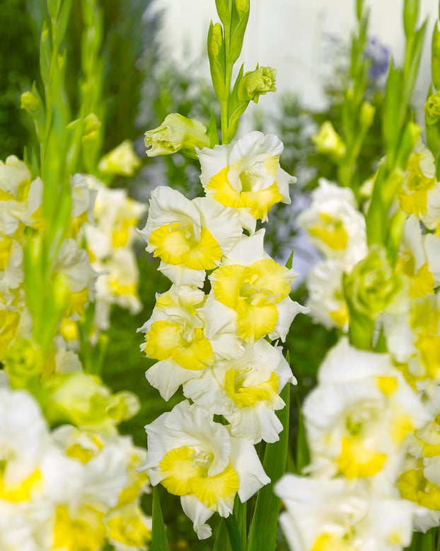 Gladiolus 'Buggy'