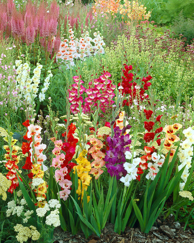 Gladiolus 'Holland Pearl' bulbs/corms — Buy wine—red Glads online at