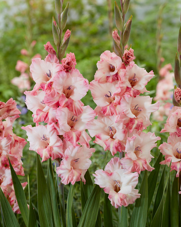 Gladiolus 'Cherry Candy'