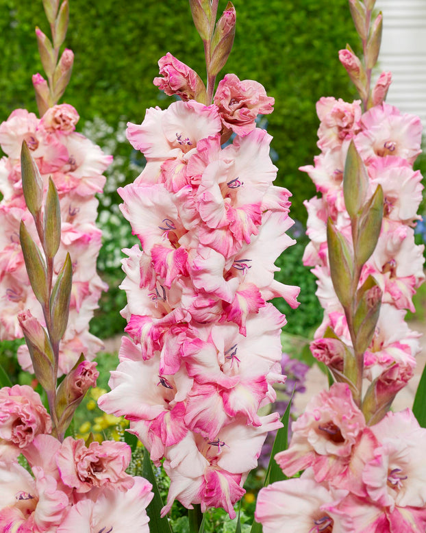 Gladiolus 'Cherry Candy'