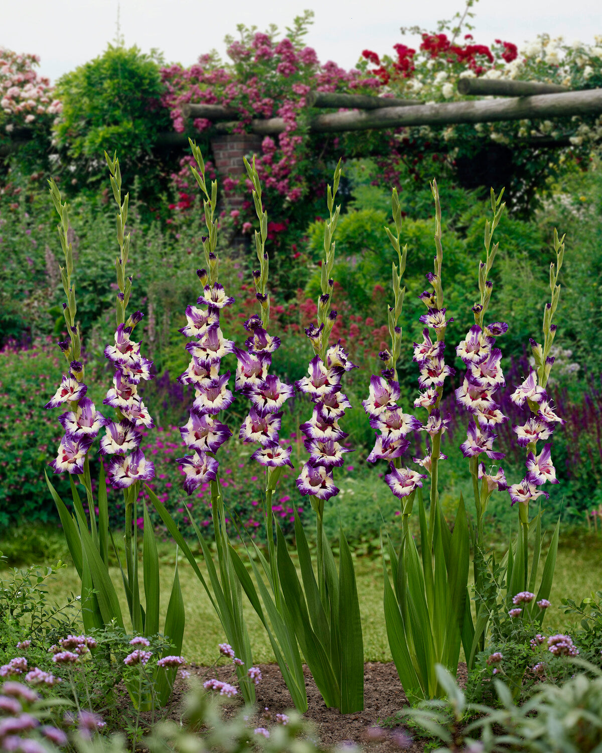 Gladiolus 'Circus Color' bulbs/corms — Buy gladioli online at Farmer Gracy UK
