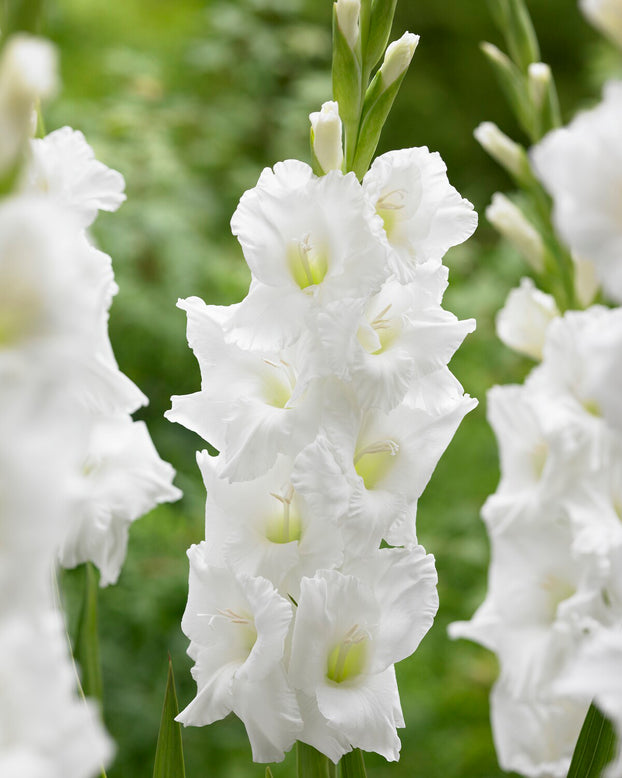 Gladiolus 'Essential'