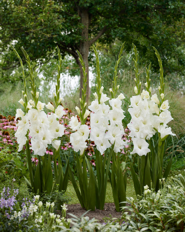Gladiolus 'Essential'