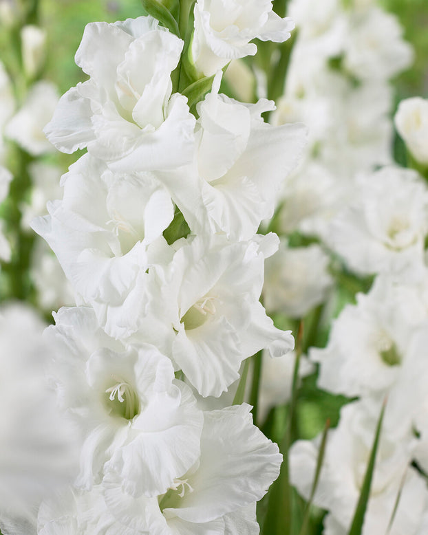 Gladiolus 'Essential'