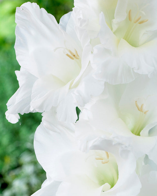 Gladiolus 'Essential'