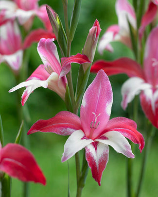 Gladiolus 'Galaxian'