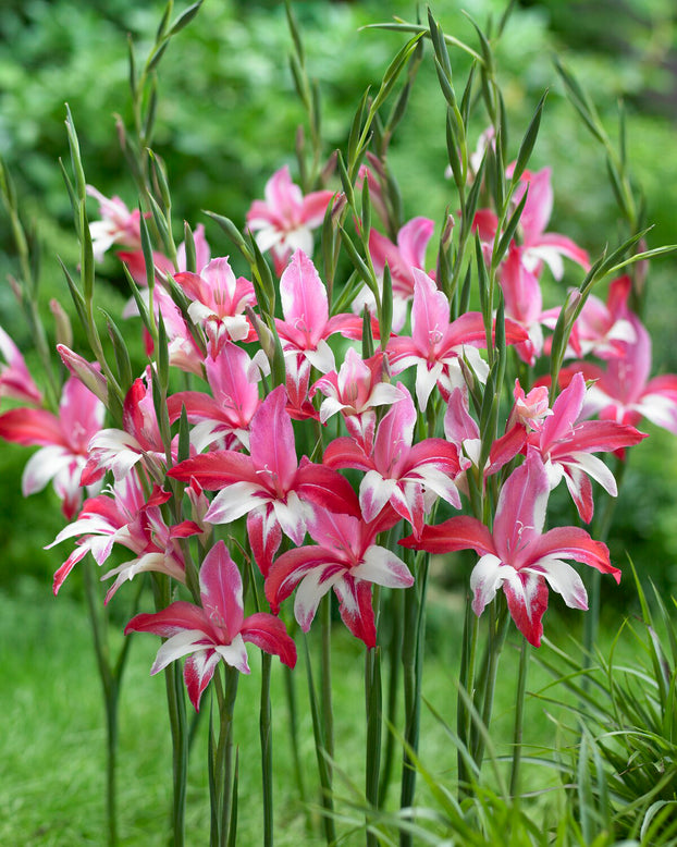 Gladiolus 'Galaxian'