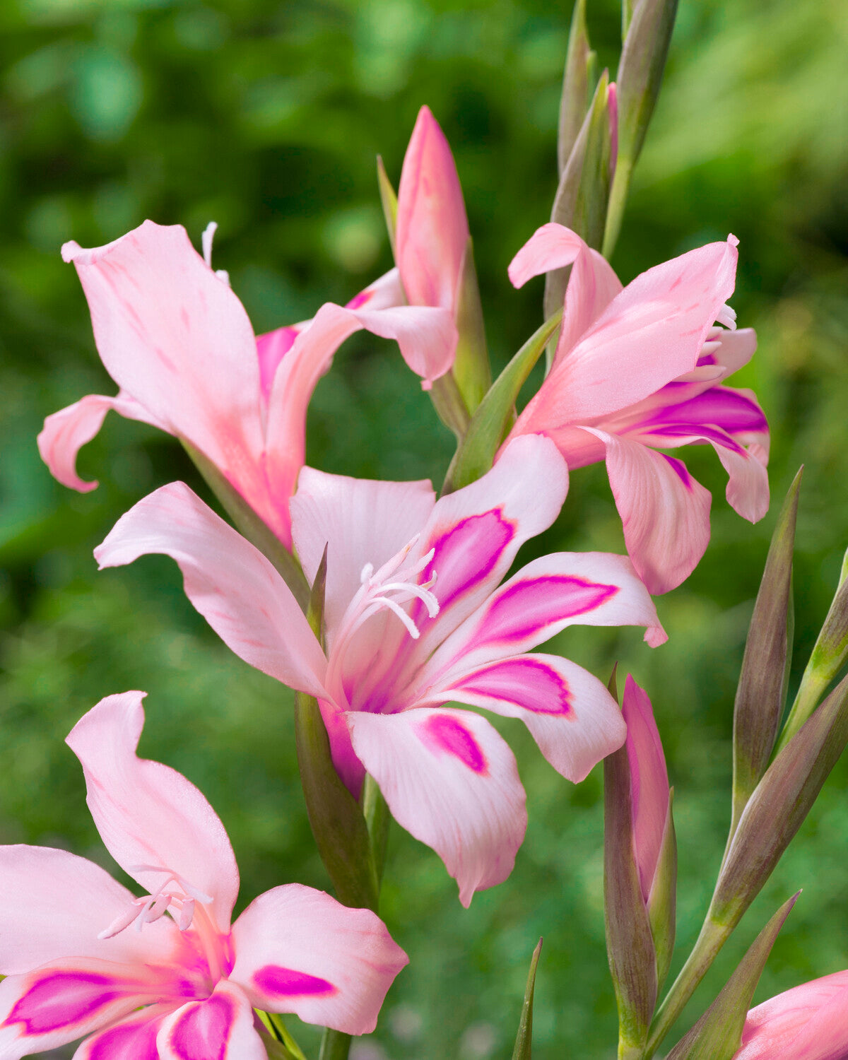 Gladiolus nanus 'Impressive' bulbs — Buy pink dwarf gladiolus online at ...