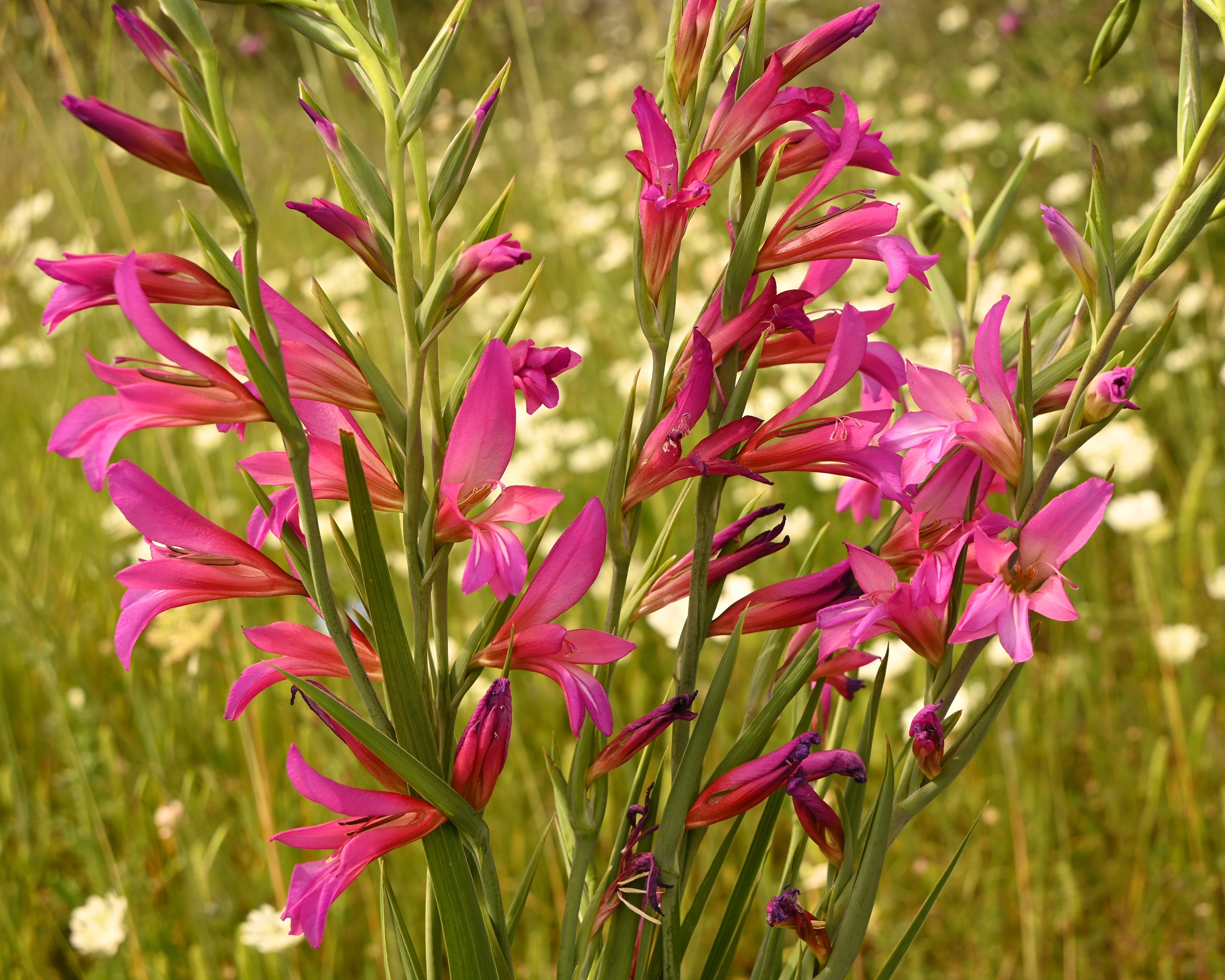 Gladiolus byzantinus (italicus) bulbs — Buy field gladiolus or Italian ...