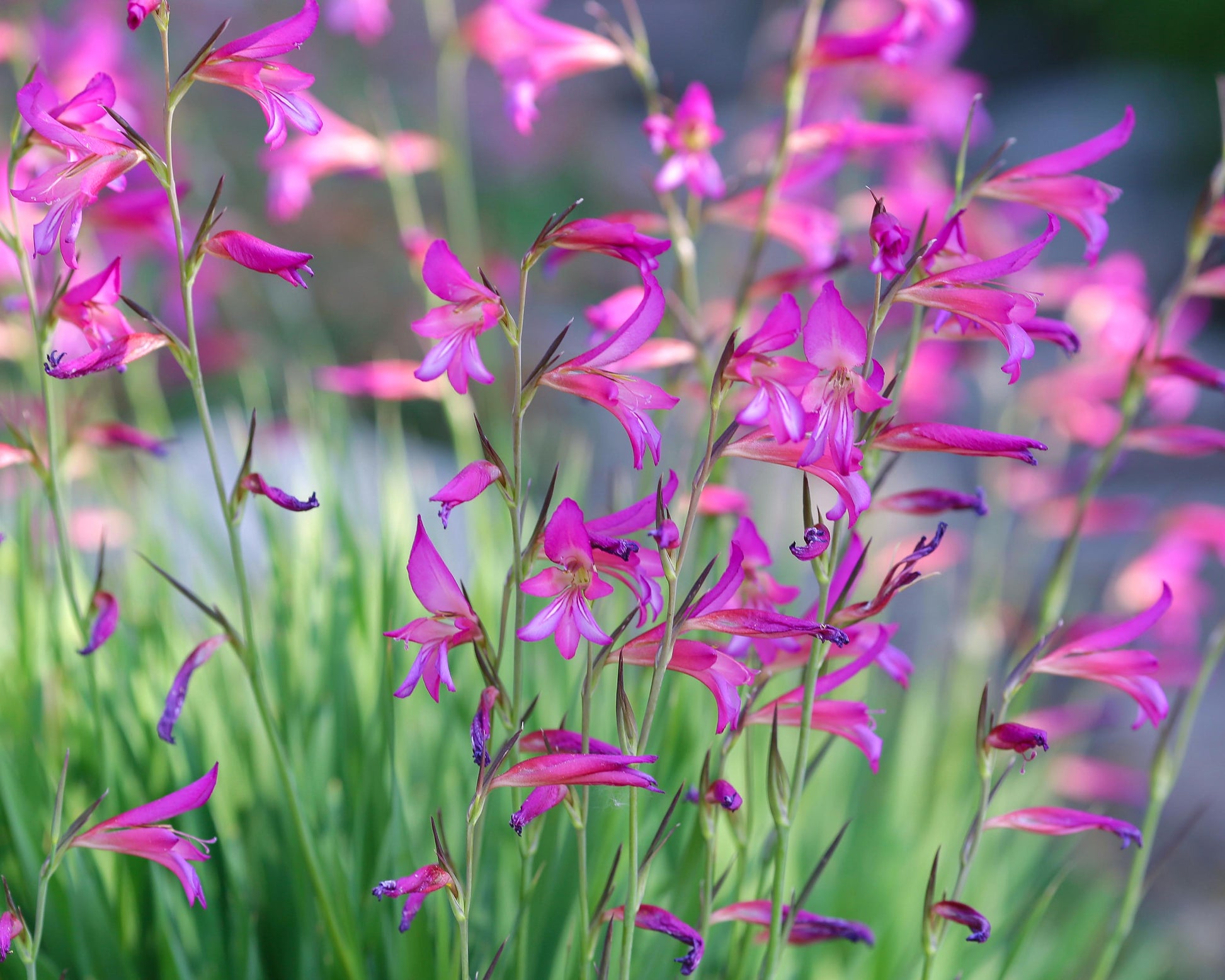 Gladiolus byzantinus (italicus) bulbs — Buy field gladiolus or Italian gladiolus online at