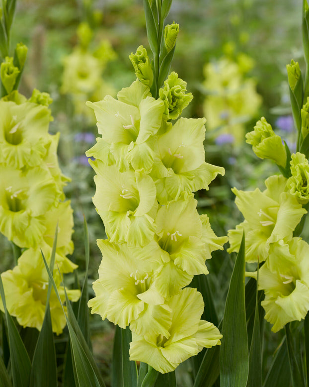 Gladiolus 'Kio'