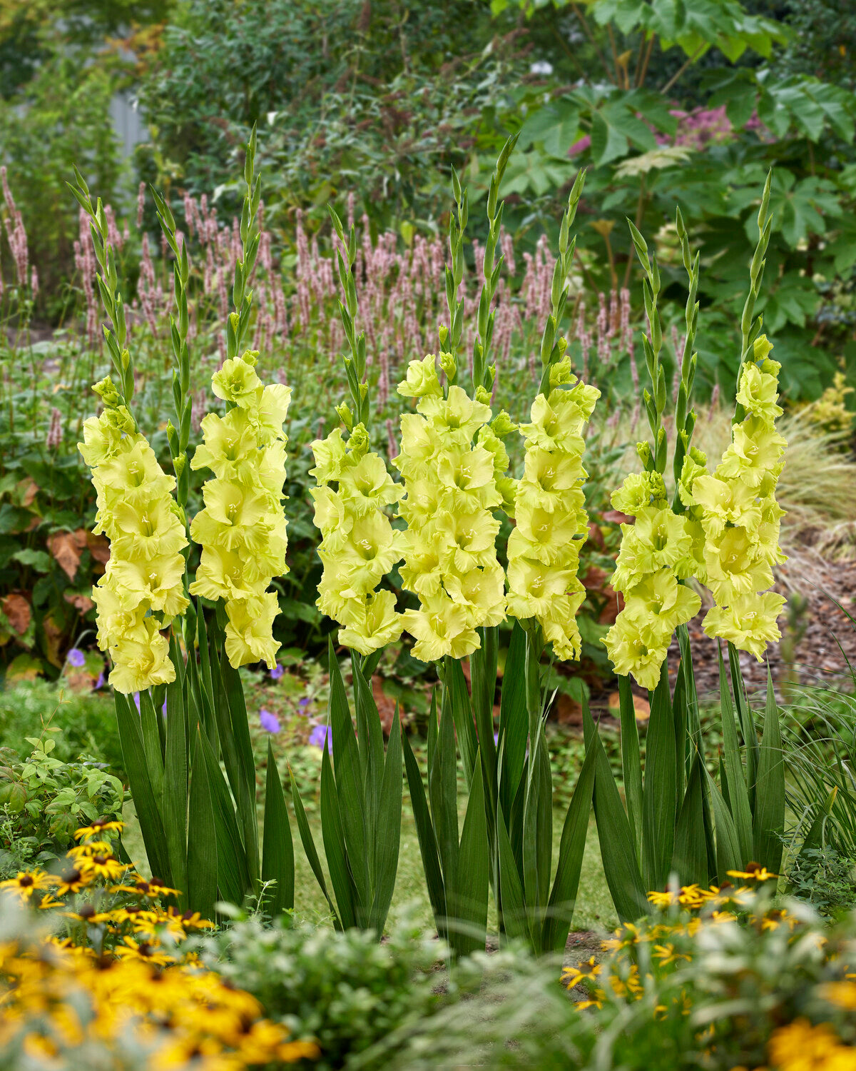 Gladiolus 'Kio' bulbs/corms — Buy lime green gladioli online at Farmer ...