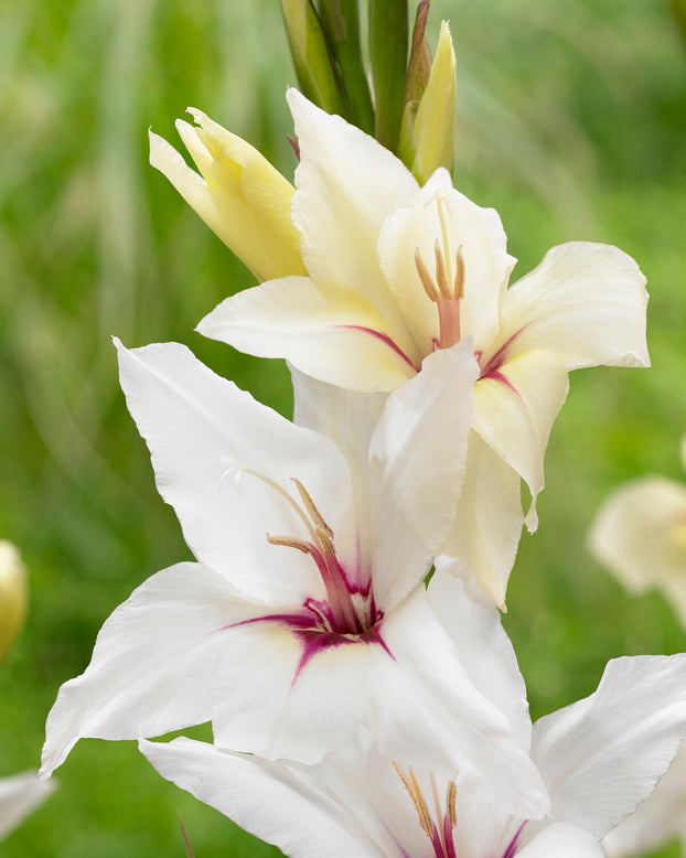 Gladiolus 'Lucky Star'