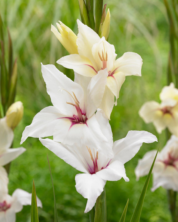 Gladiolus 'Lucky Star'