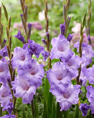 Gladiolus 'Milka'