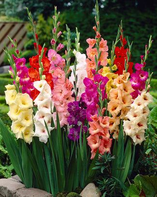 Gladiolus 'Mixed Colours'
