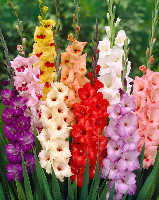 Gladiolus 'Mixed Colours'