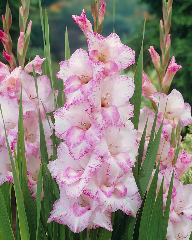 Gladiolus 'My Love'