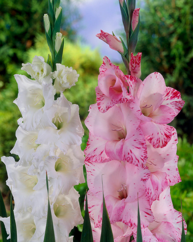 Gladiolus 'My Love'