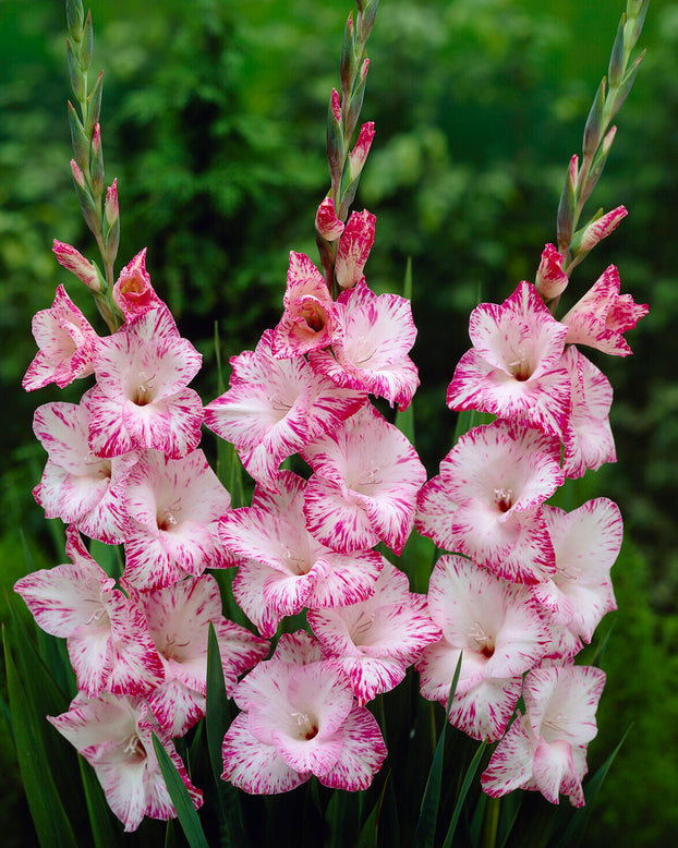 Gladiolus 'My Love'