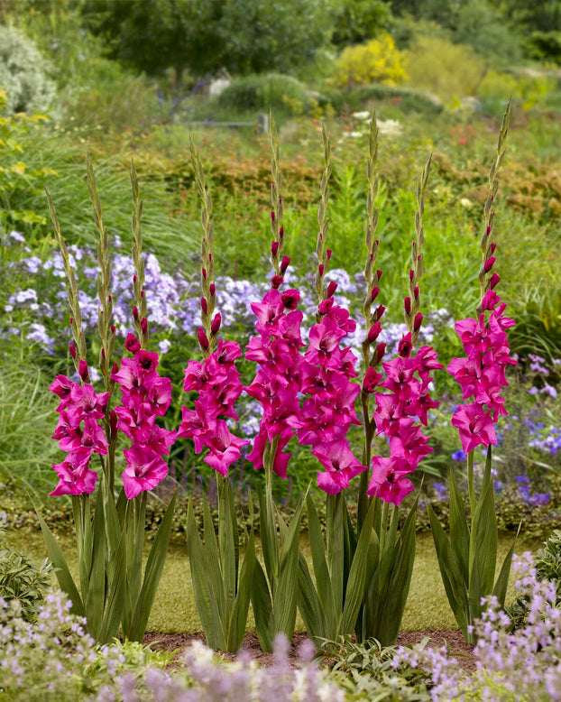 Gladiolus 'Mystic Magenta'