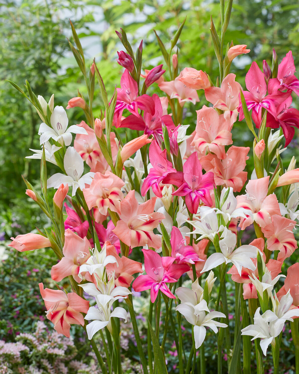 Gladiolus 'Nanus Mixed' bulbs — Buy mixed nanus (dwarf) gladioli online