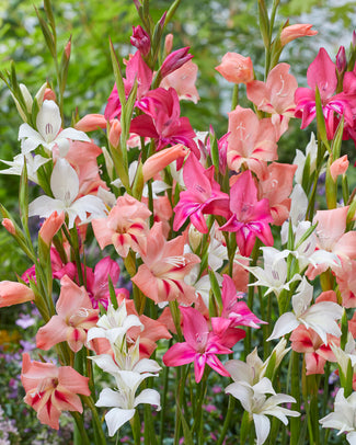 Gladiolus 'Nanus Mixed'