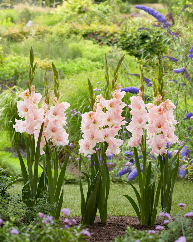 Gladiolus 'Pink Lightning'