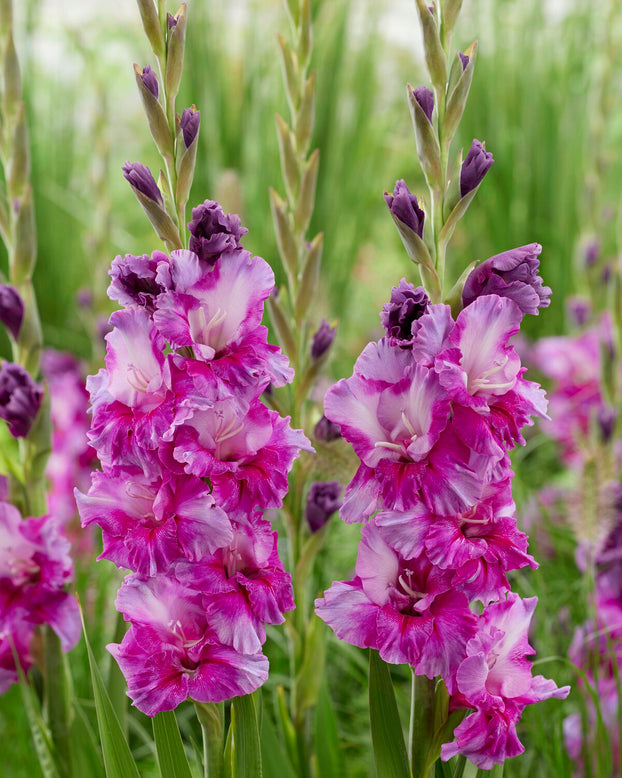 Gladiolus 'Purple Art'