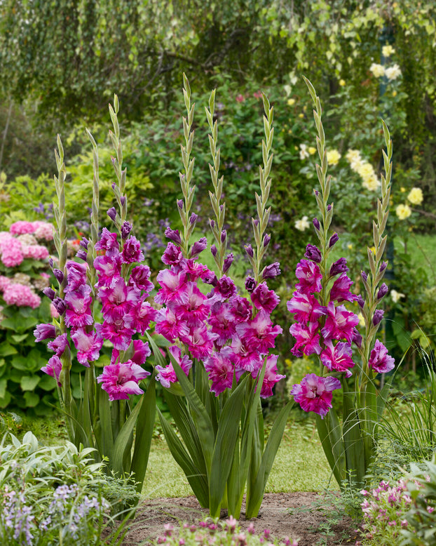 Gladiolus 'Purple Art'