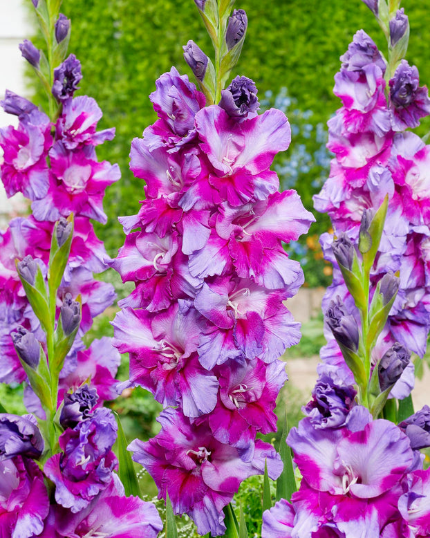 Gladiolus 'Purple Art'