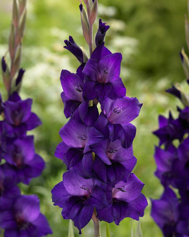 Gladiolus 'Performer'