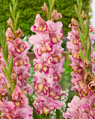 Gladiolus 'Quepo'