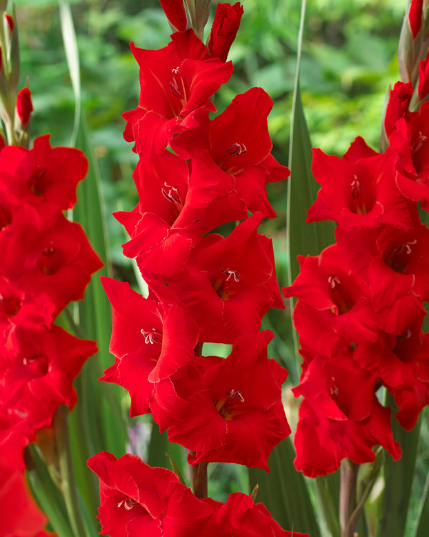 Gladiolus 'Advance'