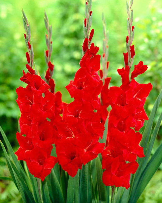 Gladiolus 'Advance'