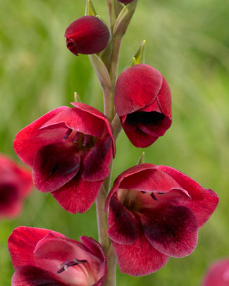 Gladiolus 'Ruby Red'