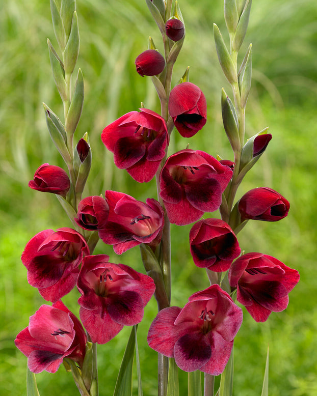 Gladiolus 'Ruby Red'