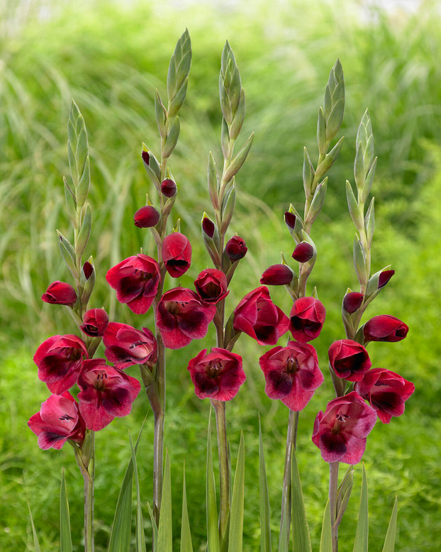 Gladiolus 'Ruby Red'