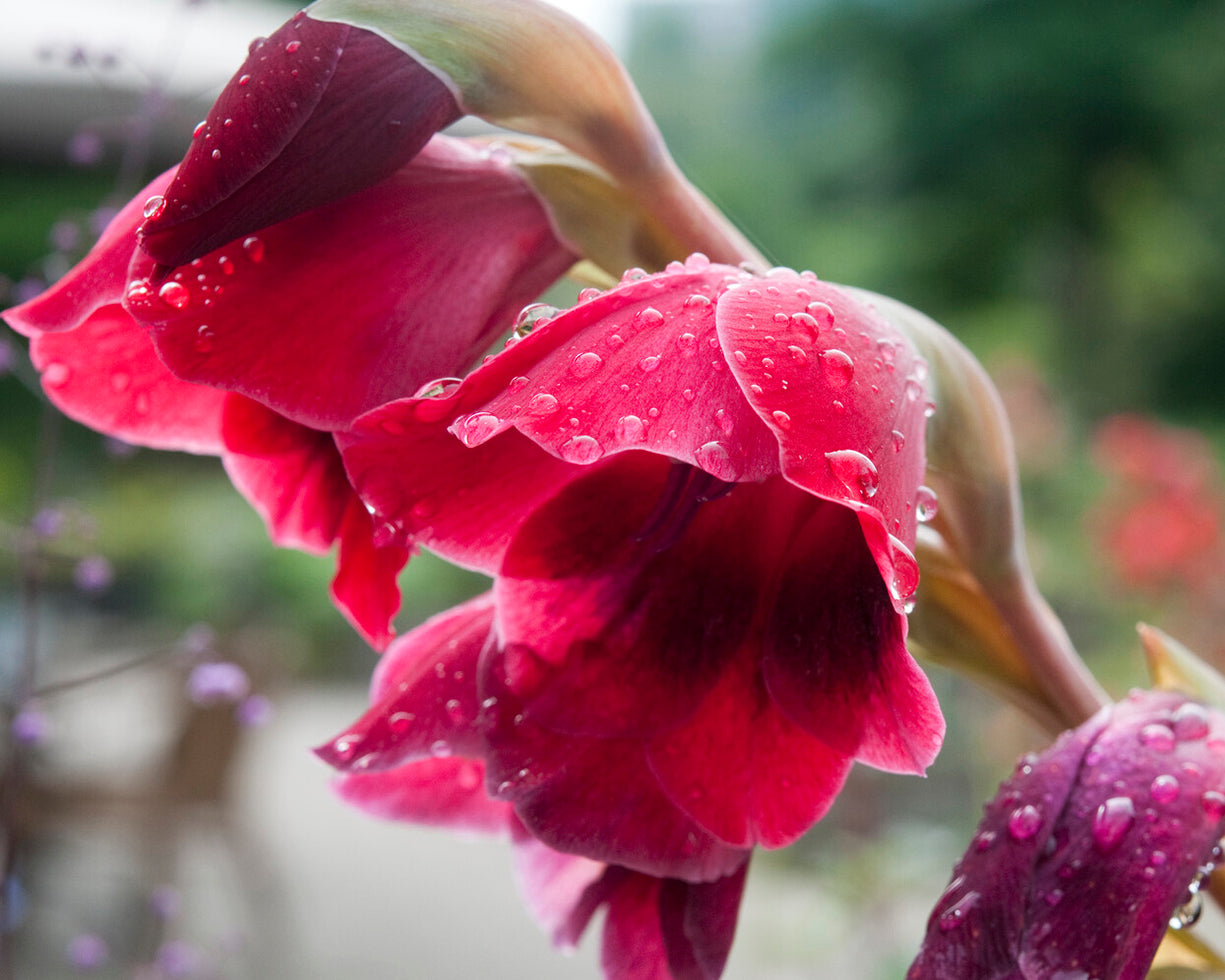 Gladiolus papilio 'Ruby Red' bulbs — Buy online at Farmer Gracy UK