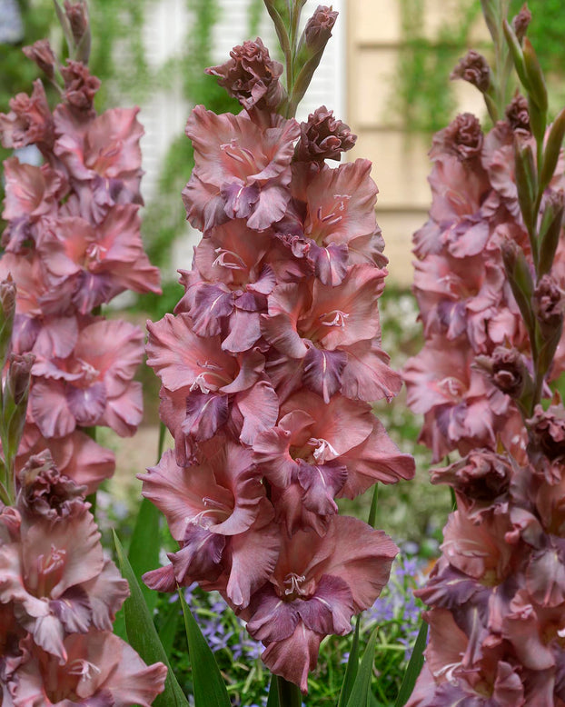 Gladiolus 'Rusty Chestnut'