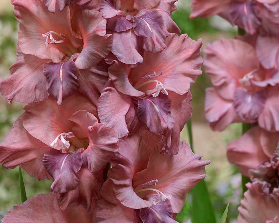 Gladiolus 'Rusty Chestnut'