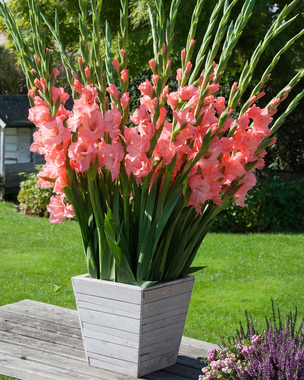 Gladiolus 'Sugar Babe'