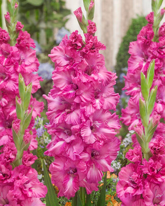 Gladiolus 'Sweet Love'