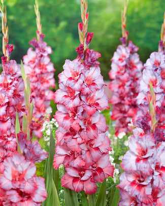 Gladiolus 'Ted's Trump'