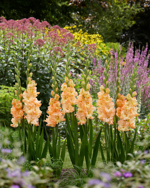 Gladiolus 'The Great Queen Elizabeth'