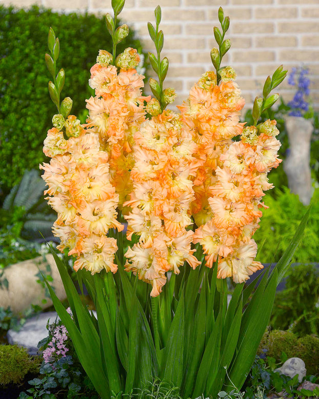 Gladiolus 'The Great Queen Elizabeth'