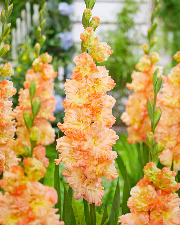 Gladiolus 'The Great Queen Elizabeth'